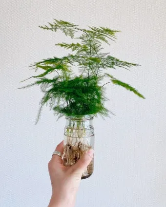 아스파라거스 재배 이식 시기 순 수확 내한성 관리_9