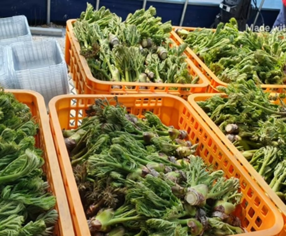 참두릅과 여름두릅 가격 알아보기