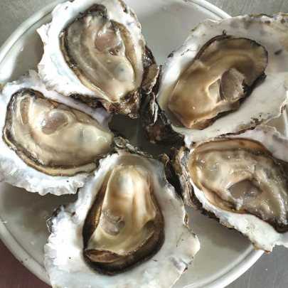 6시내고향 섬진강 강굴 벚굴 가격 및 구매방법 전남 광양 망덕수산