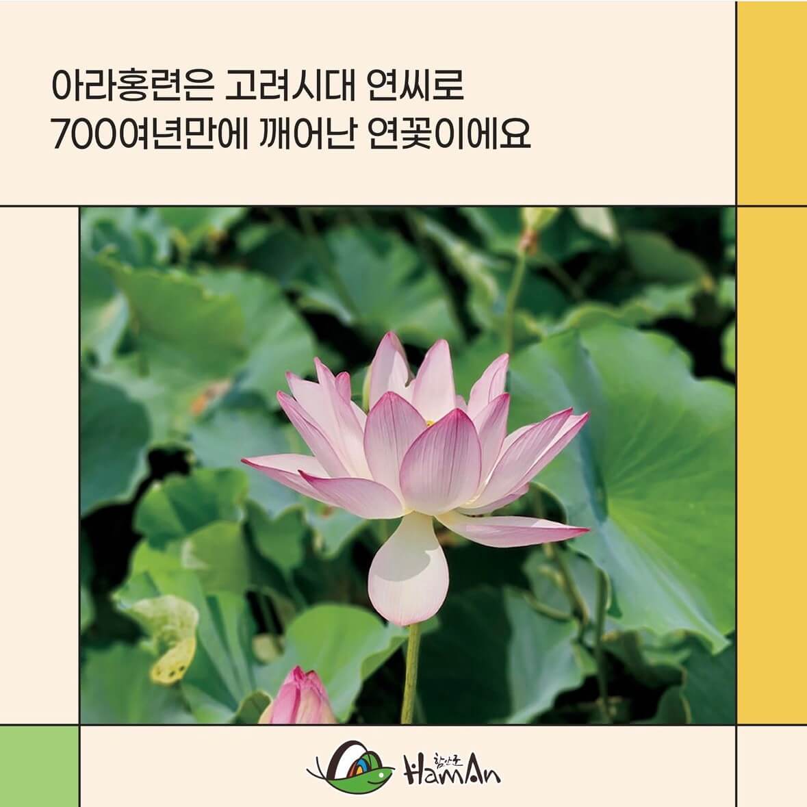 함안연꽃축제기간