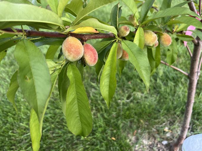 도시텃밭에 복숭아 장기 보관 될까?