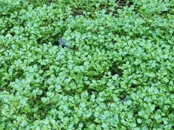 물냉이 재배 수경 재배 물 갈이 그늘 자리 잡기_12