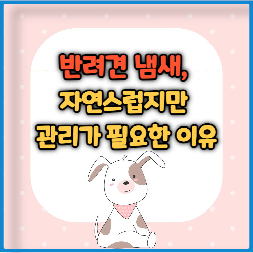 반려견 냄새, 자연스럽지만 관리가 필요한 이유