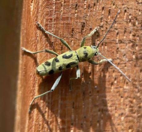 하늘소의 모든 것 관련 이미지