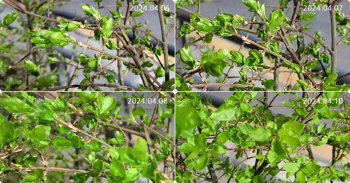 새순의 성장과정1