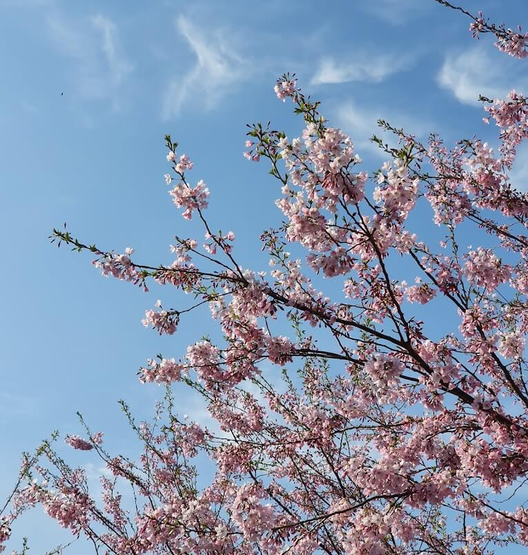 경상남도 벚꽃공원 명소 베스트 5 벚꽃시기 만개시기 드라이브 코스