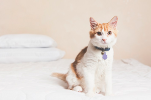 침대 위에서 이쪽을 바라보는 고양이