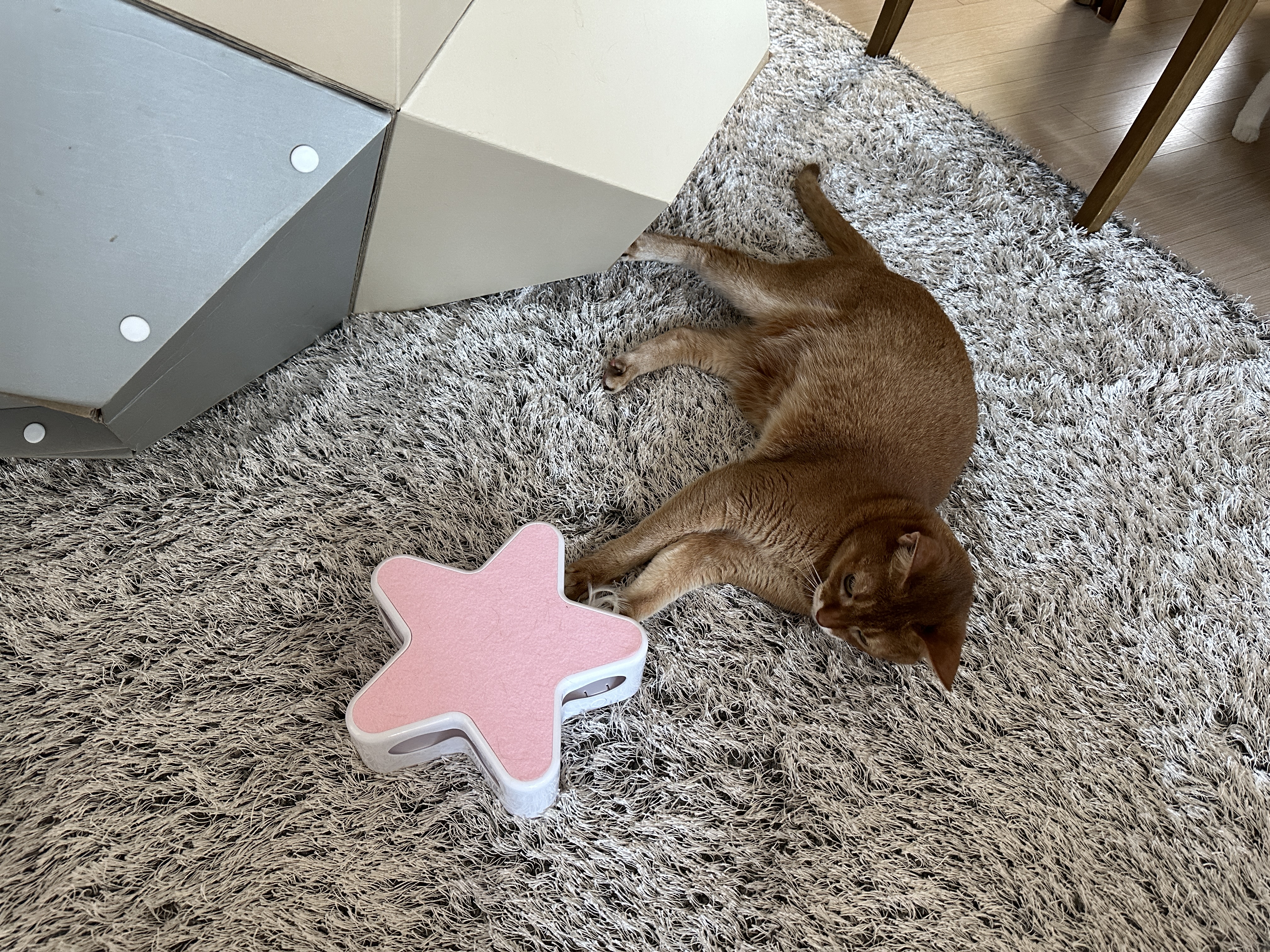 장난감_가지고_노는_루나