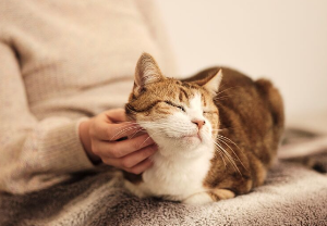 고양이