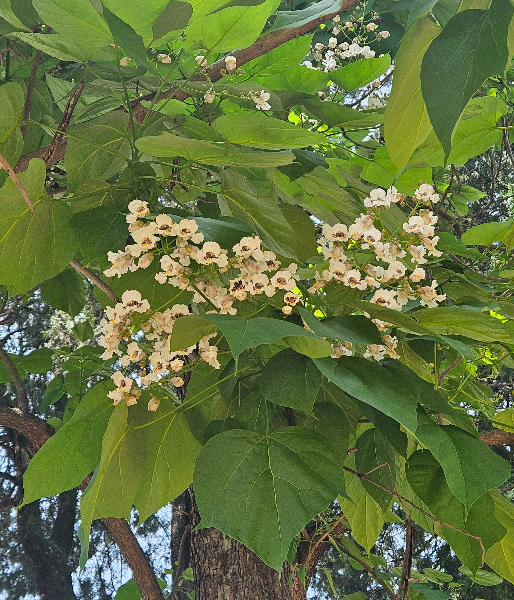 개오동 꽃2