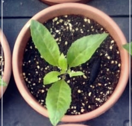 명월초의 효능이 궁금하시면?