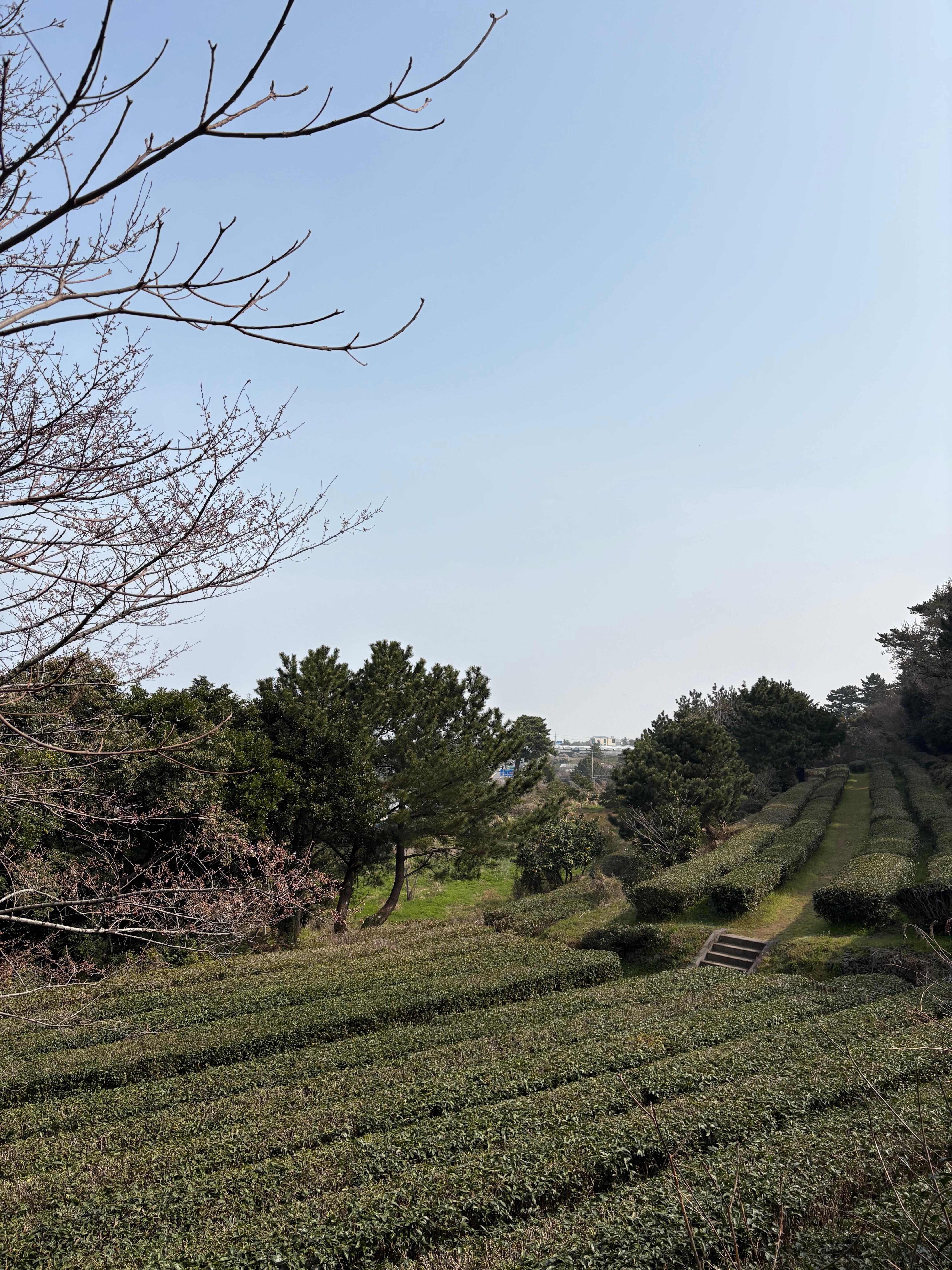 항파두리 유적지에 숨어 있는 녹차밭 정원 전경