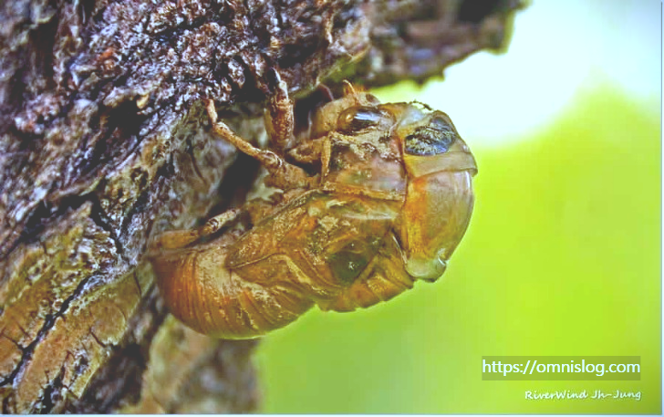 등이 부풀어 오른 매미애벌레