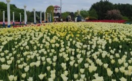 태안 튤립 축제(2025) 일정 맛집 추천관광지 관련 사진
