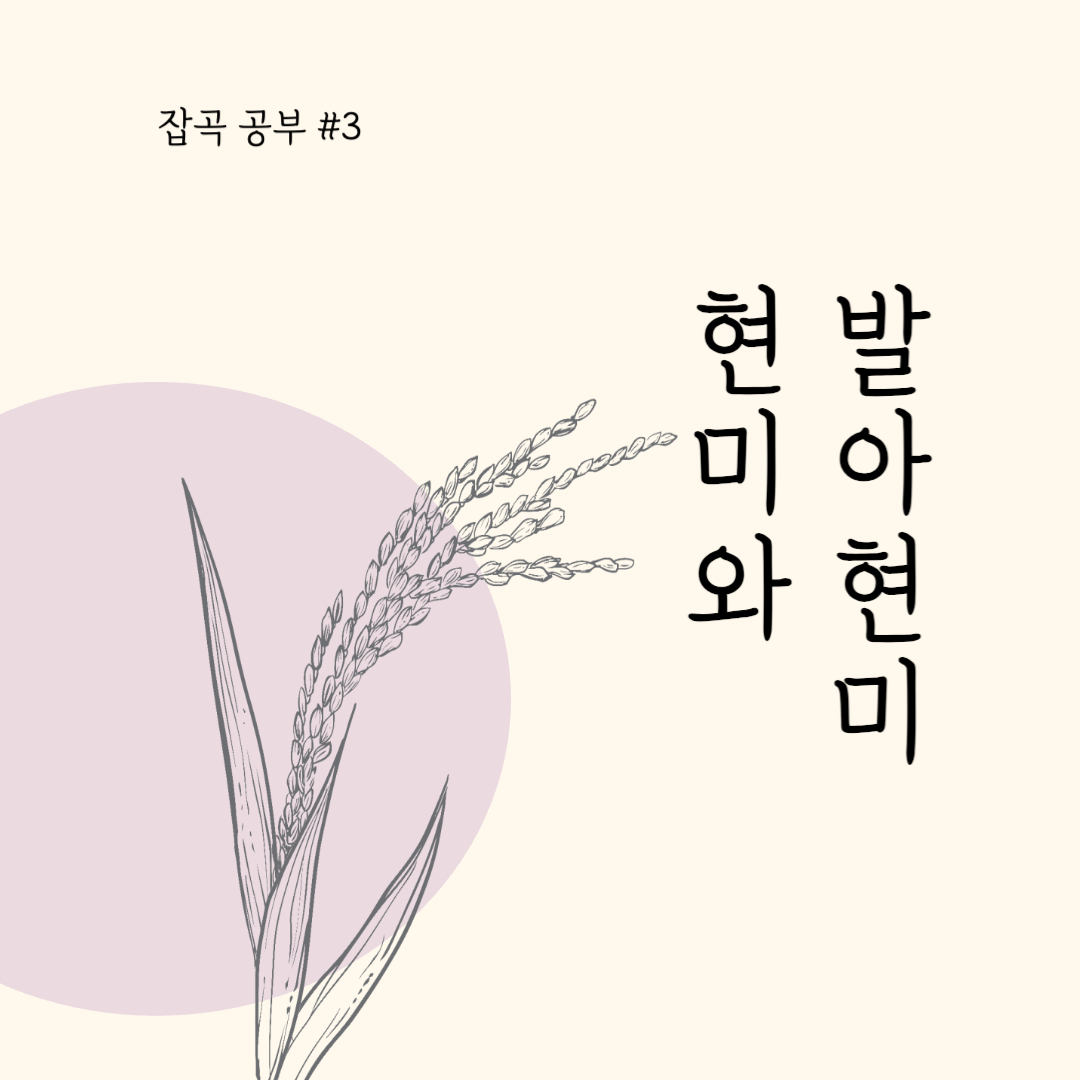 현미와 발아현미