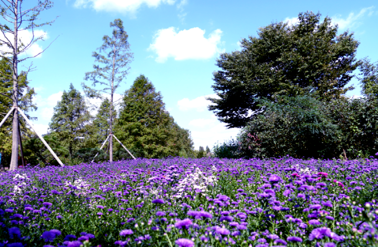 드림파크 국화축제