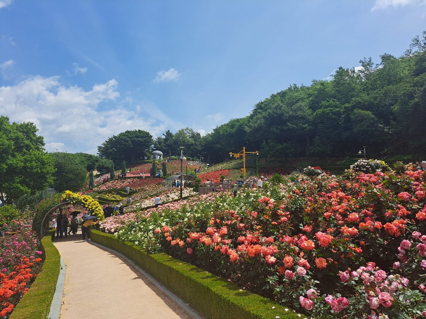 부천 백만송이장미축제