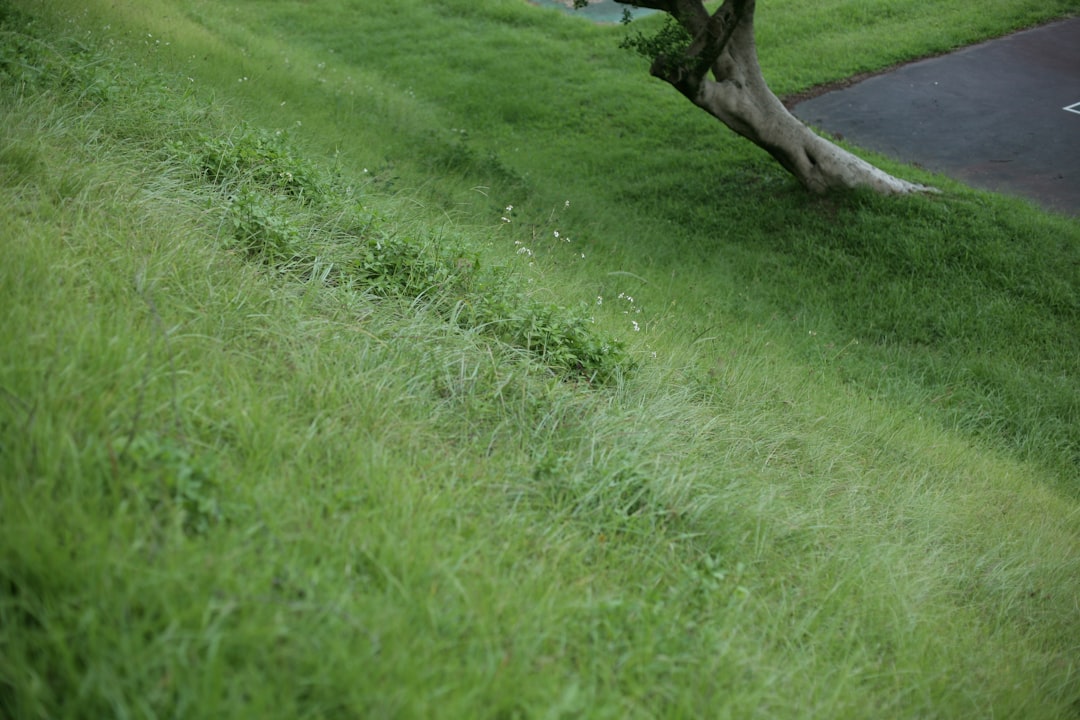 Grass-cutting