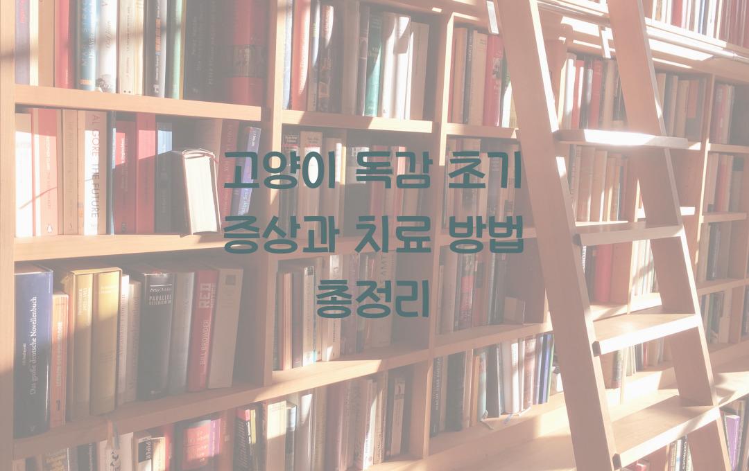 고양이 독감 초기 증상과 치료 방법