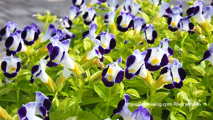 토레니아 푸르니에리(Torenia fournieri)위시본 플라워(Wishbone flower)