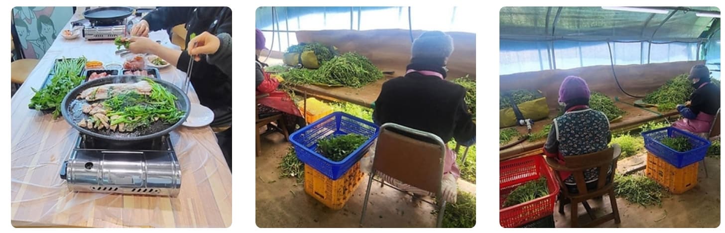 2025 경남 봄 축제❘ 원동명 미나리 축제 ❘ 신선한 봄 미나리와 함께하는 특별한 체험