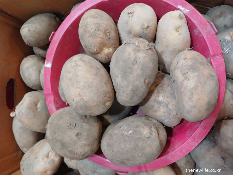 감자 – 식후 졸음 예방에 도움이 되는 복합 탄수화물