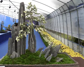 함평 국화축제_14