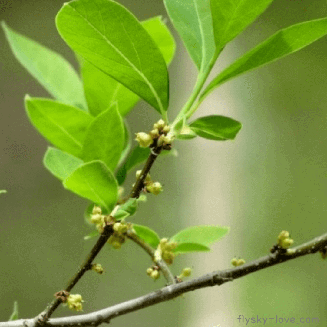 벤조인 (Benzoin), 안식향 나무