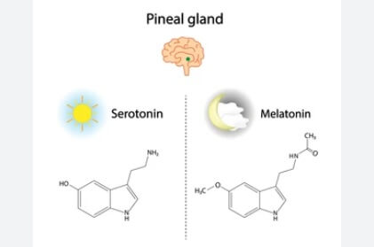 멜라토닌 고용량 복용