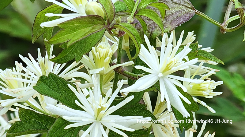 사위질빵 Clematis apiifolia