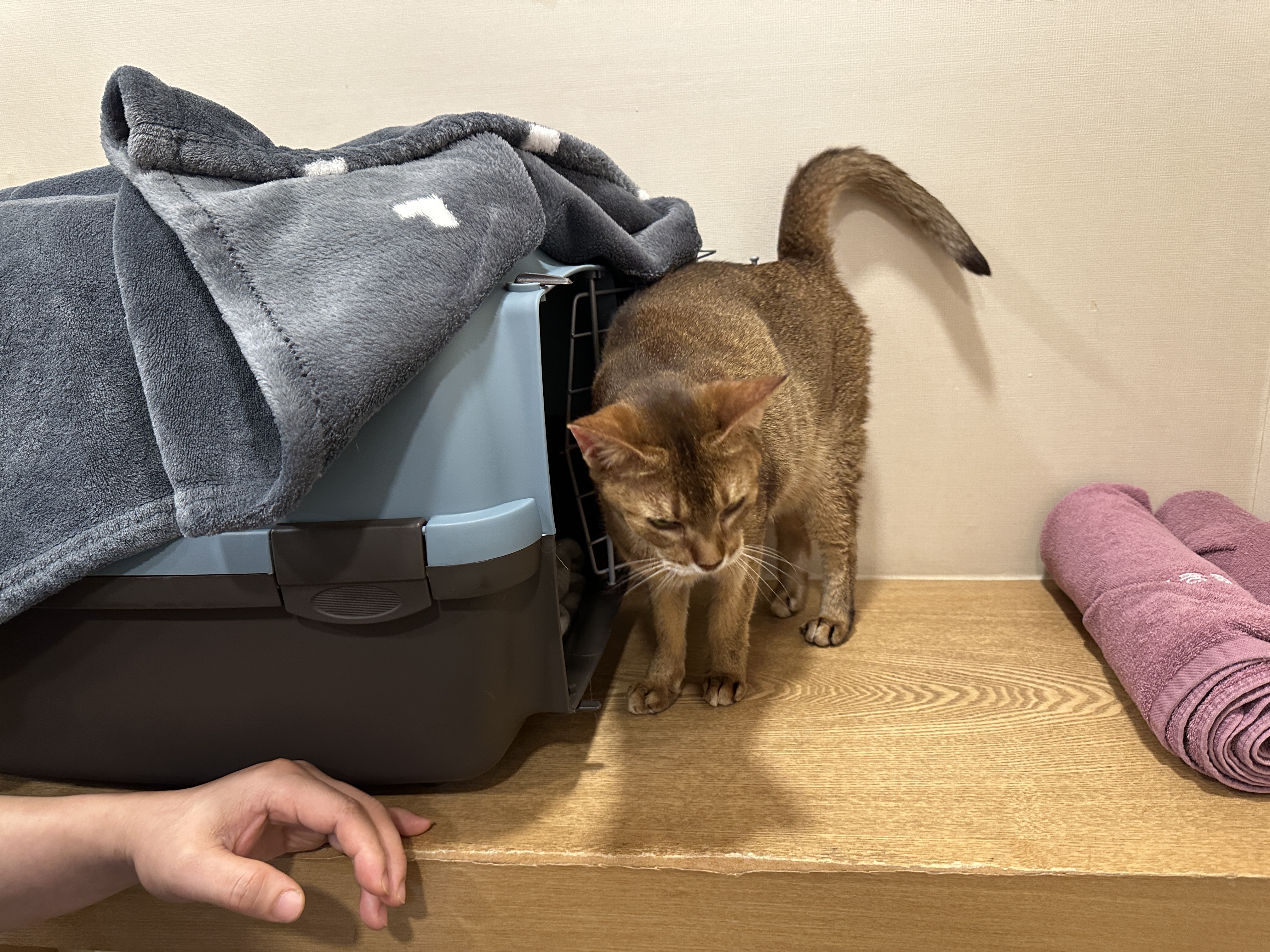 이동장_밖으로_나온_기분좋은_루디