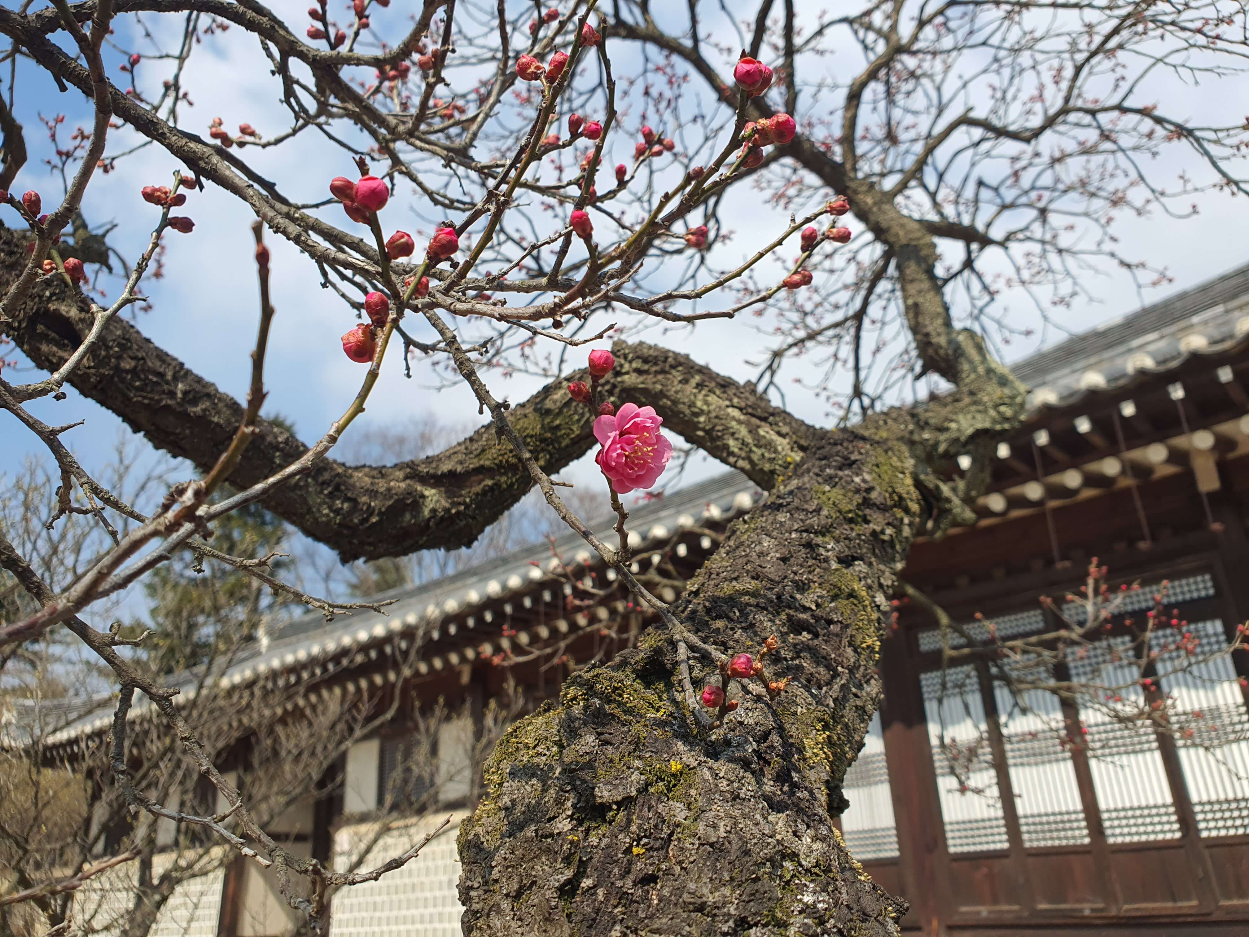 아산 현충사 홍매화 꽃구경