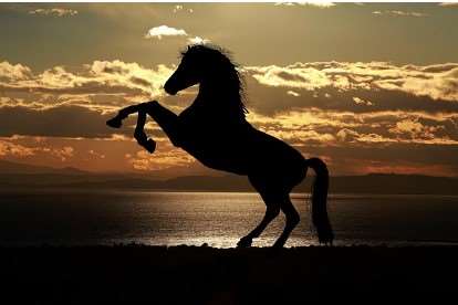 2026년 병오년 신년운세 무료로 보는법