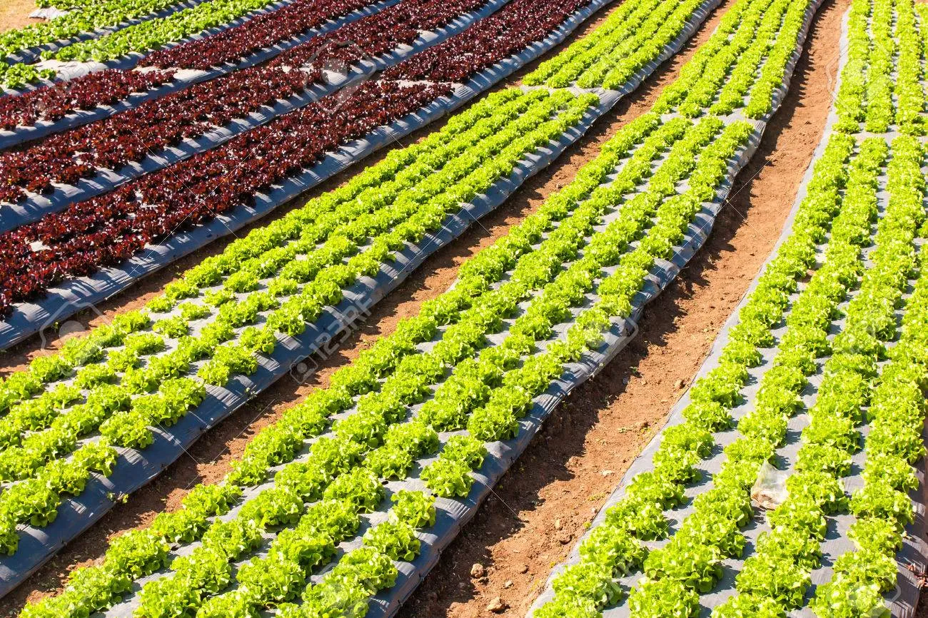 양상추 재배 결구 키우기 파종 시기 물주기 요령_5