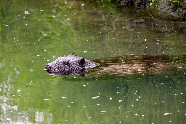 비버-보는-꿈-해몽