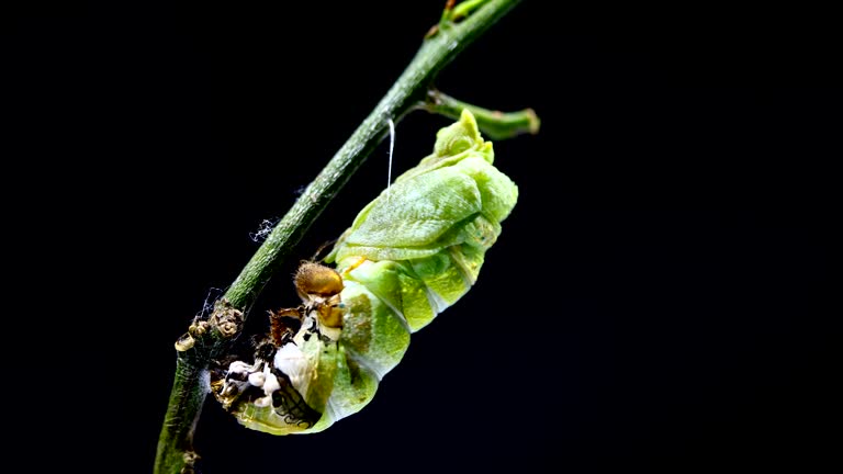 애벌레 꿈 해몽