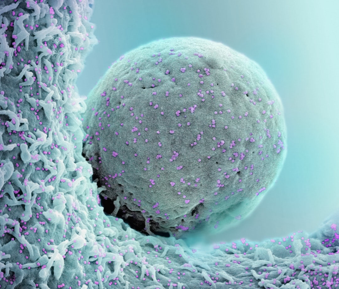 Stem cell