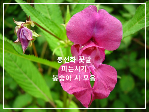 봉선화-봉숭아