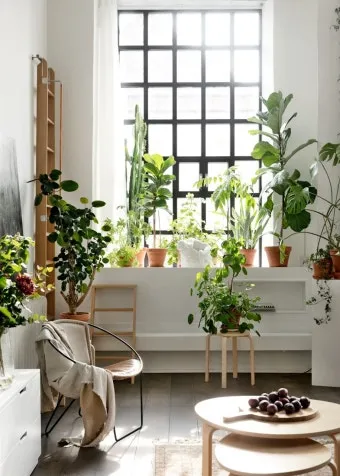 플랜테리어 거실 식물배치 물주기 습도관리 초보 인테리어 팁_4