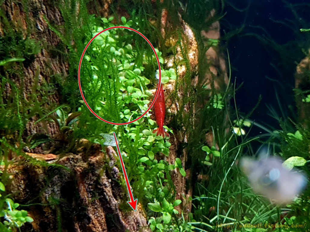 아래로 내려가는 미크란테뭄 몬테카를로