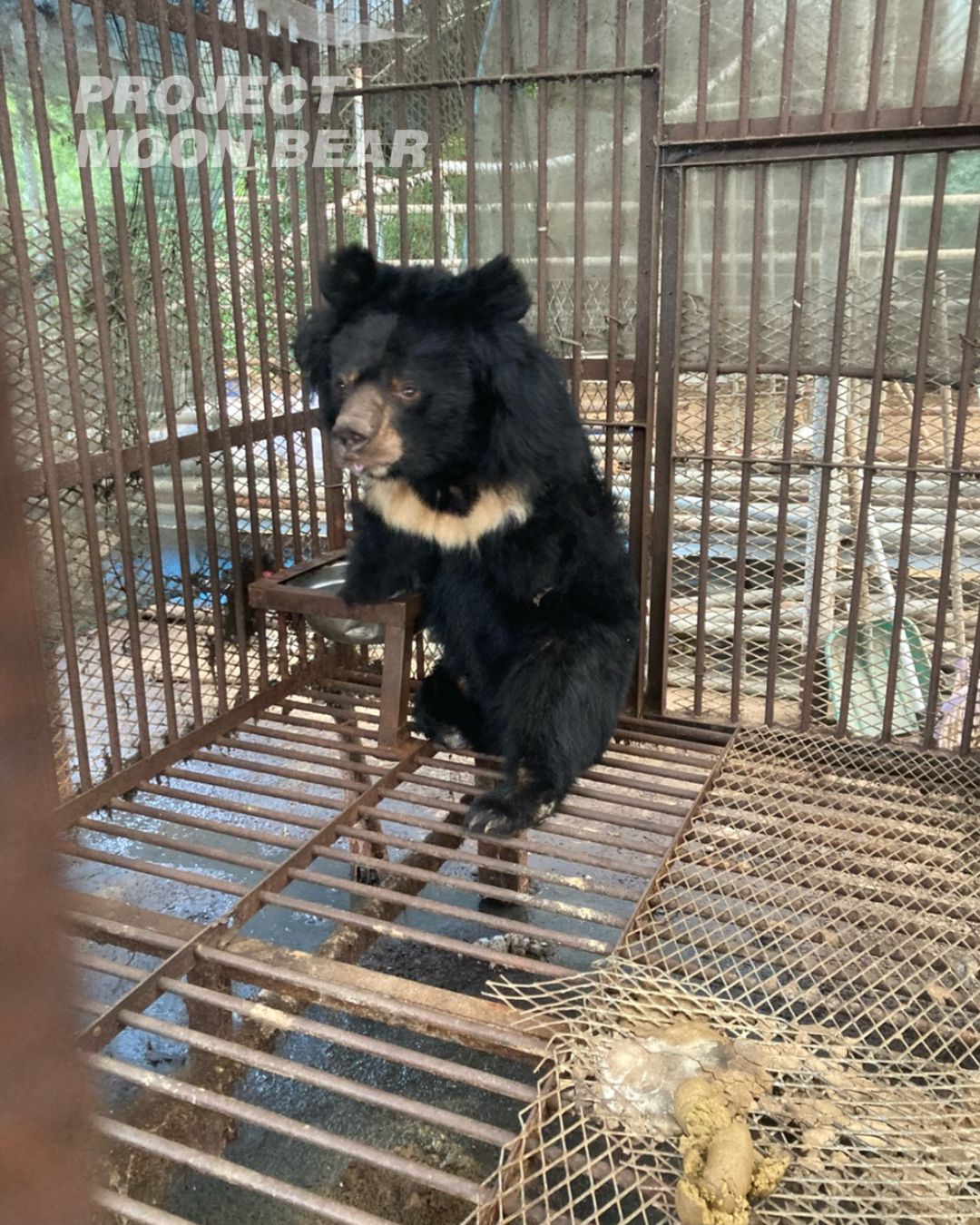 구조되지 못한 곰들은 지금도 죽어가고 있습니다