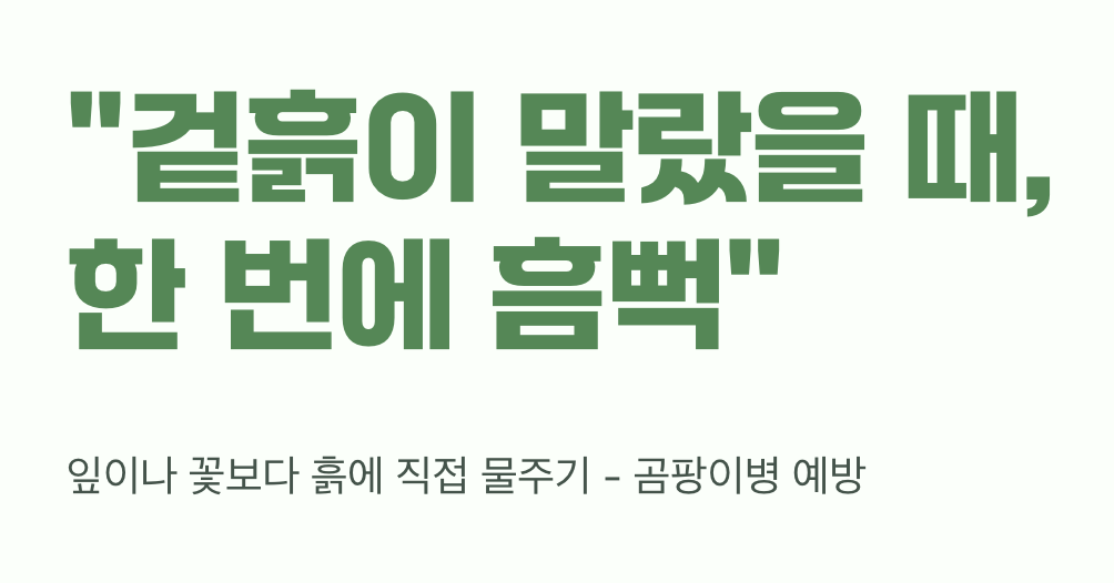 여왕님의 물주기 철학