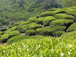 제 27회 야생차 문화축제 기본정보와 프로그램 정보 소개