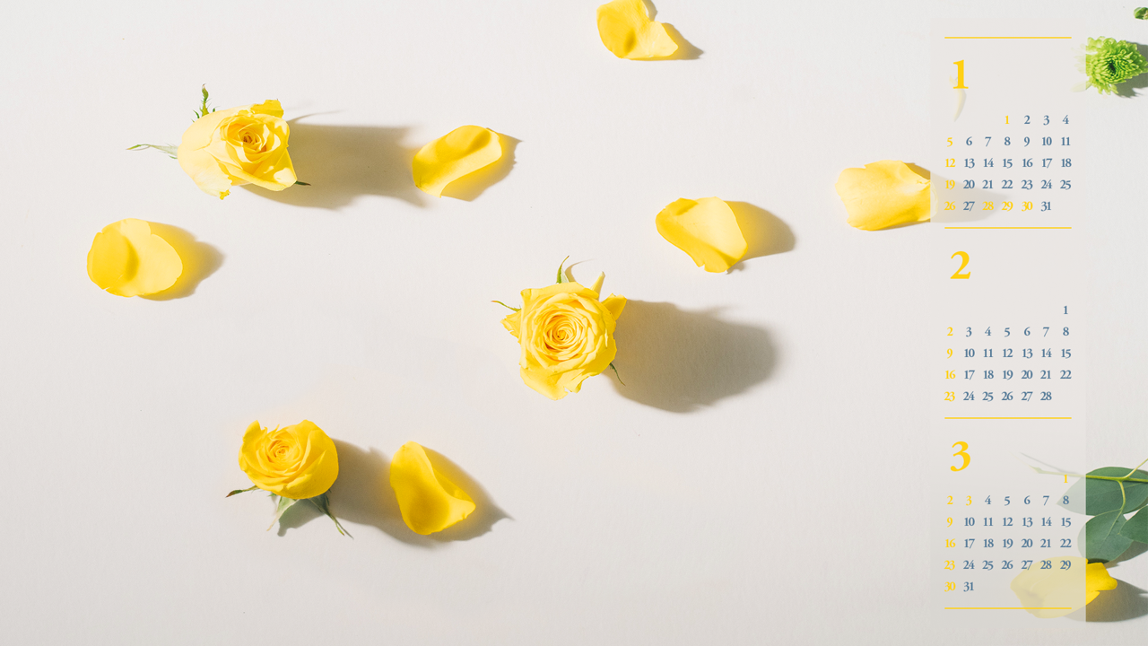 07 노란색 장미 B - 2025년2월 노트북배경화면