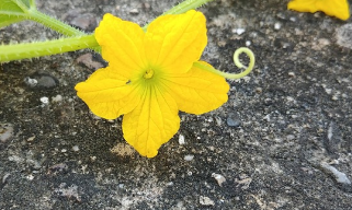 못난이 참외 효능