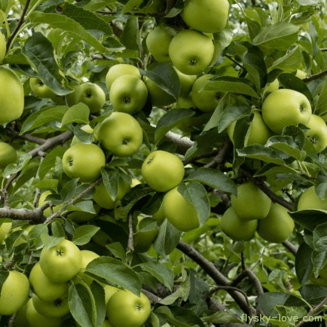 다이어트에 효과적인 풋사과