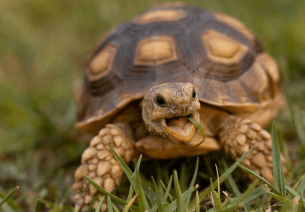 바다거북스프 문제