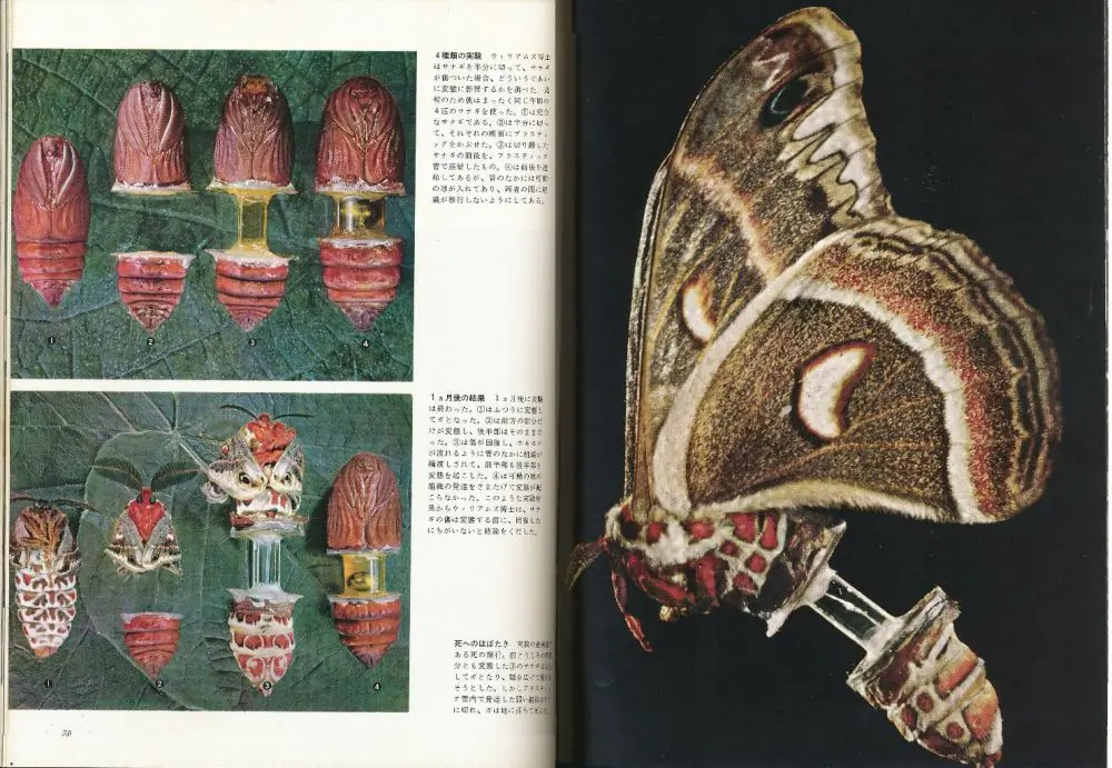 윌리엄스의 나방 번데기 실험