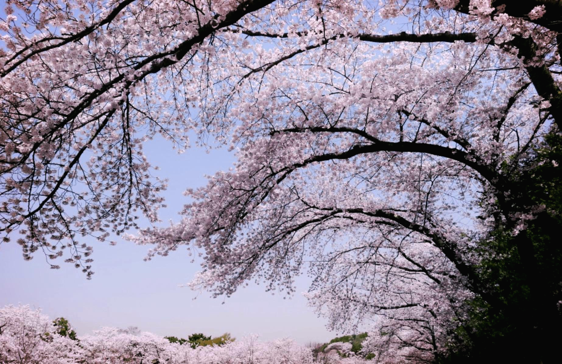 서울대공원 서울랜드 벚꽃