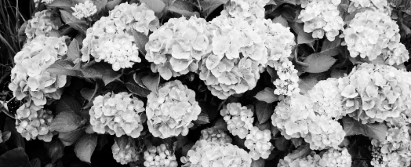 수국 키우는 법